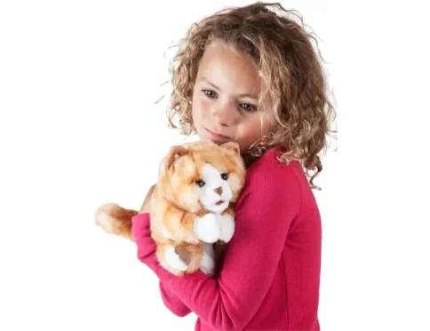 Kitten, Orange Tabby