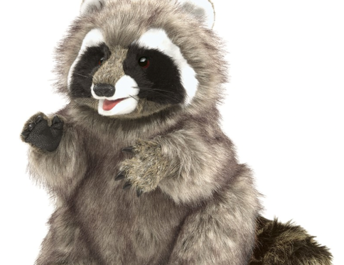 Raccoon
